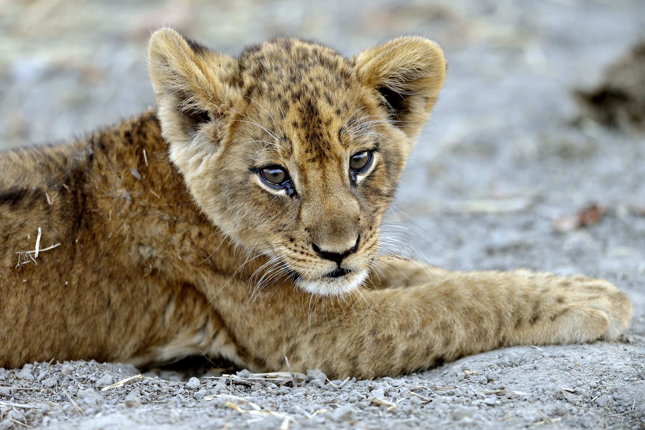 Zambia 2015 - Cucciolo