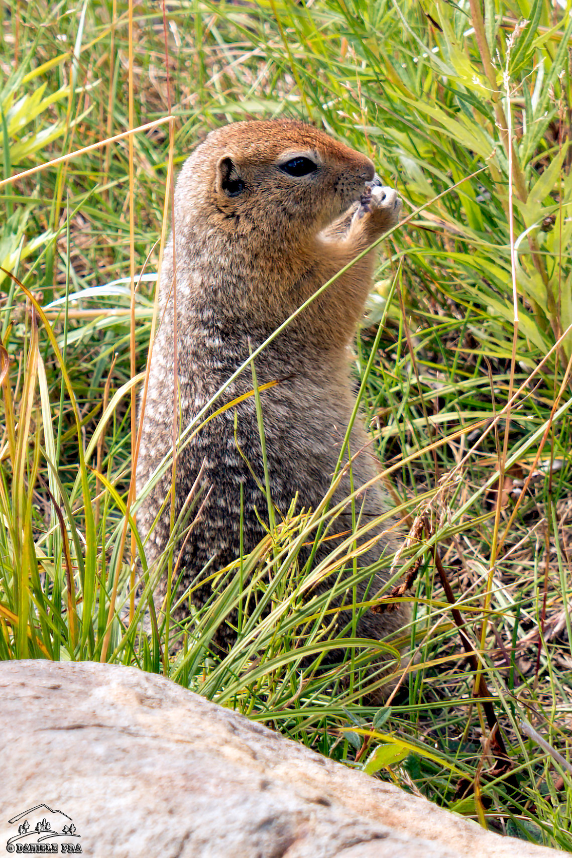 Arctic Ground Squirrel