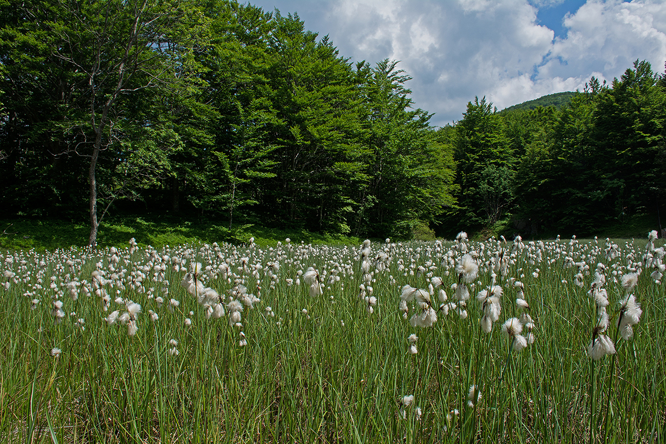 Cotton grass