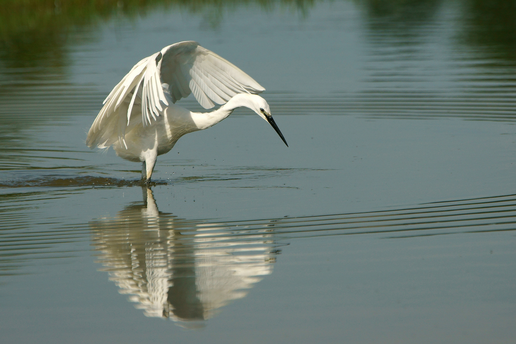 Egret