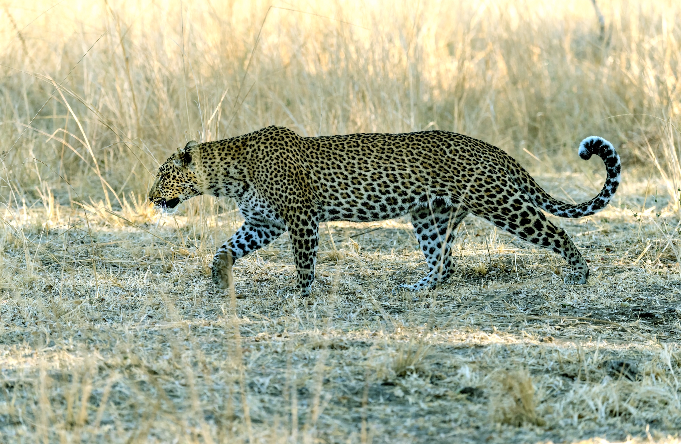 Zambia 2015 - Felino