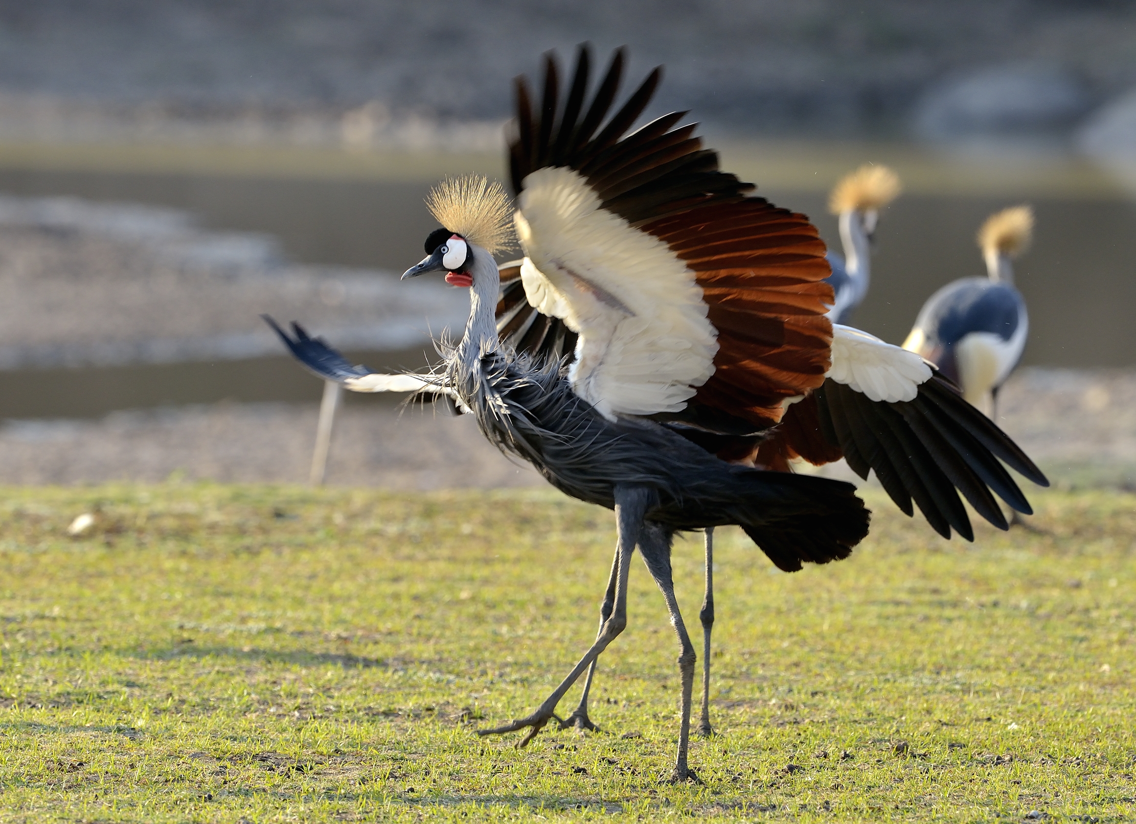 Zambia 2015 - Balletti