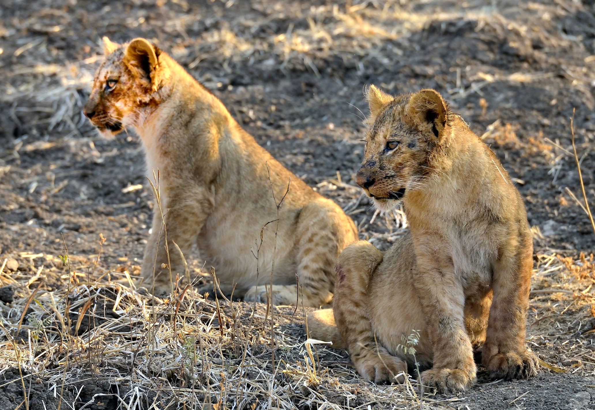 Zambia 2015 - Cuccioli....sporchi di sangue