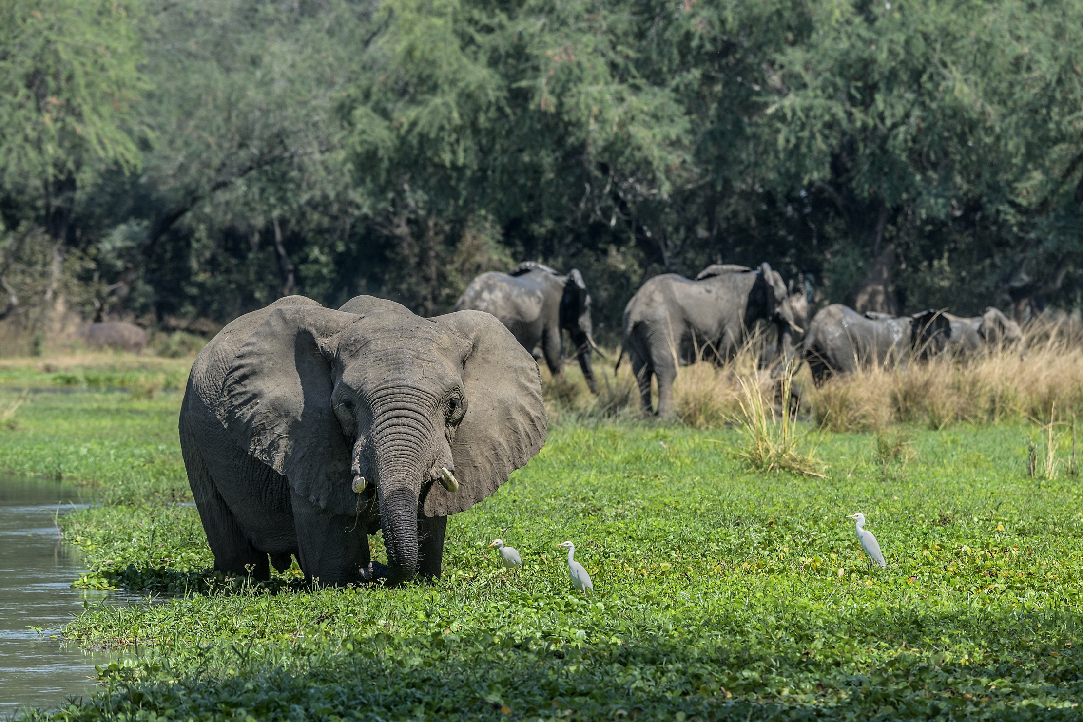 Zambia 2015 - Lower Zambesi paradise