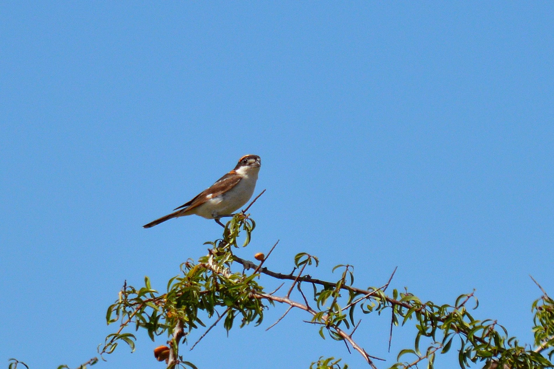 Woodchat Shrike - Lanius senator