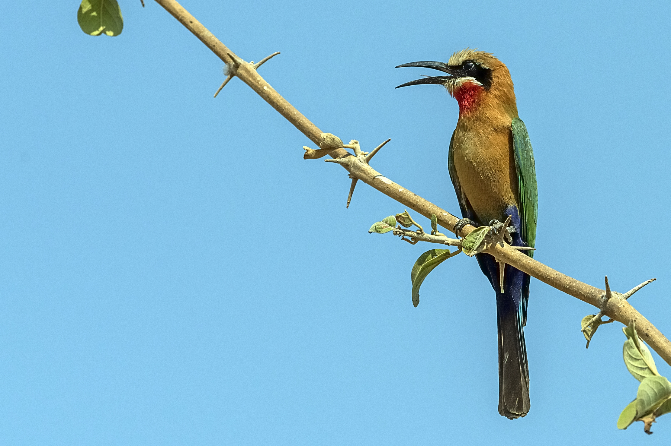 Zambia 2015 - Gruccione