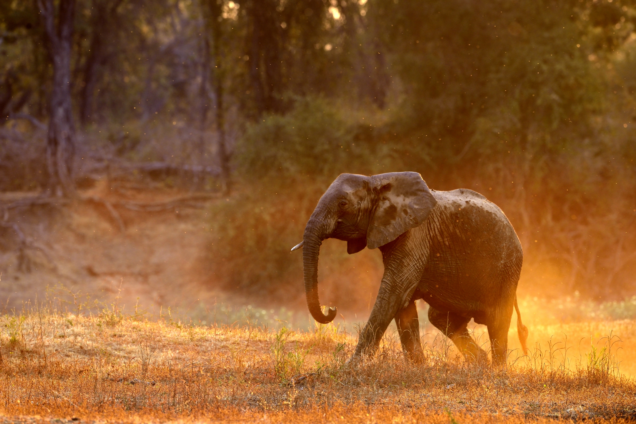 Zambia 2015 - Al tramonto sul Luangwa