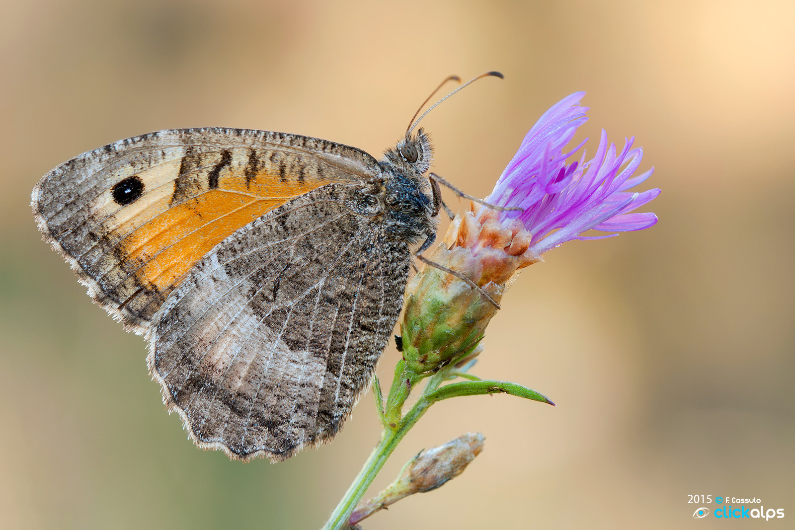 Arethusana arethusa (Schiffermller, 1775)