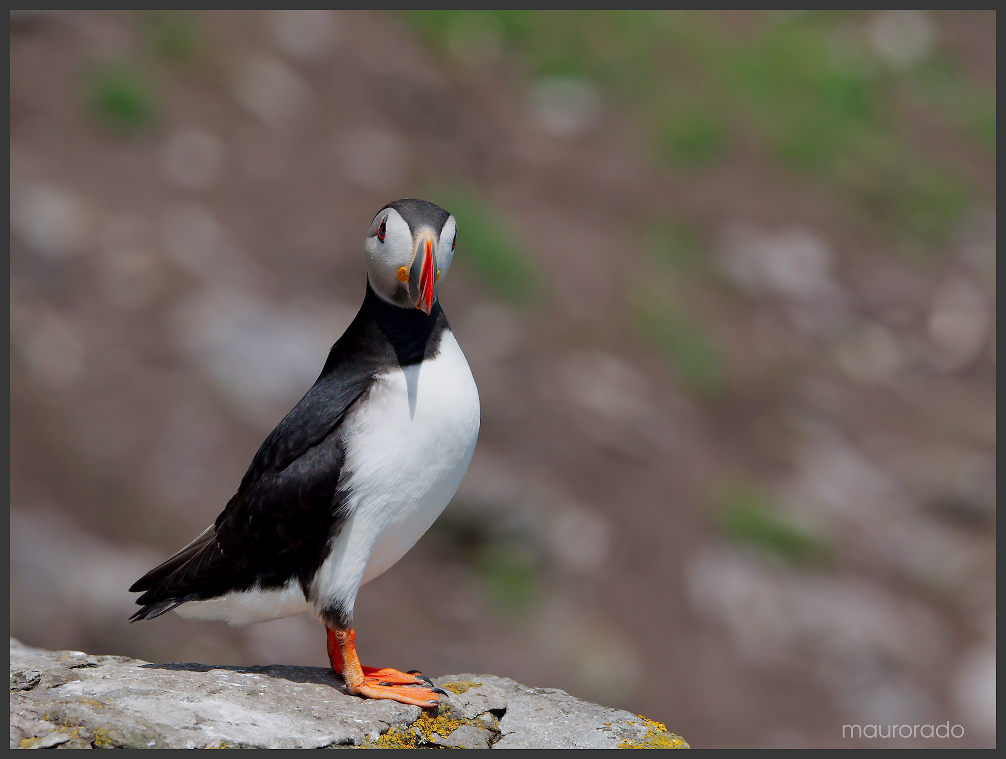 Puffin