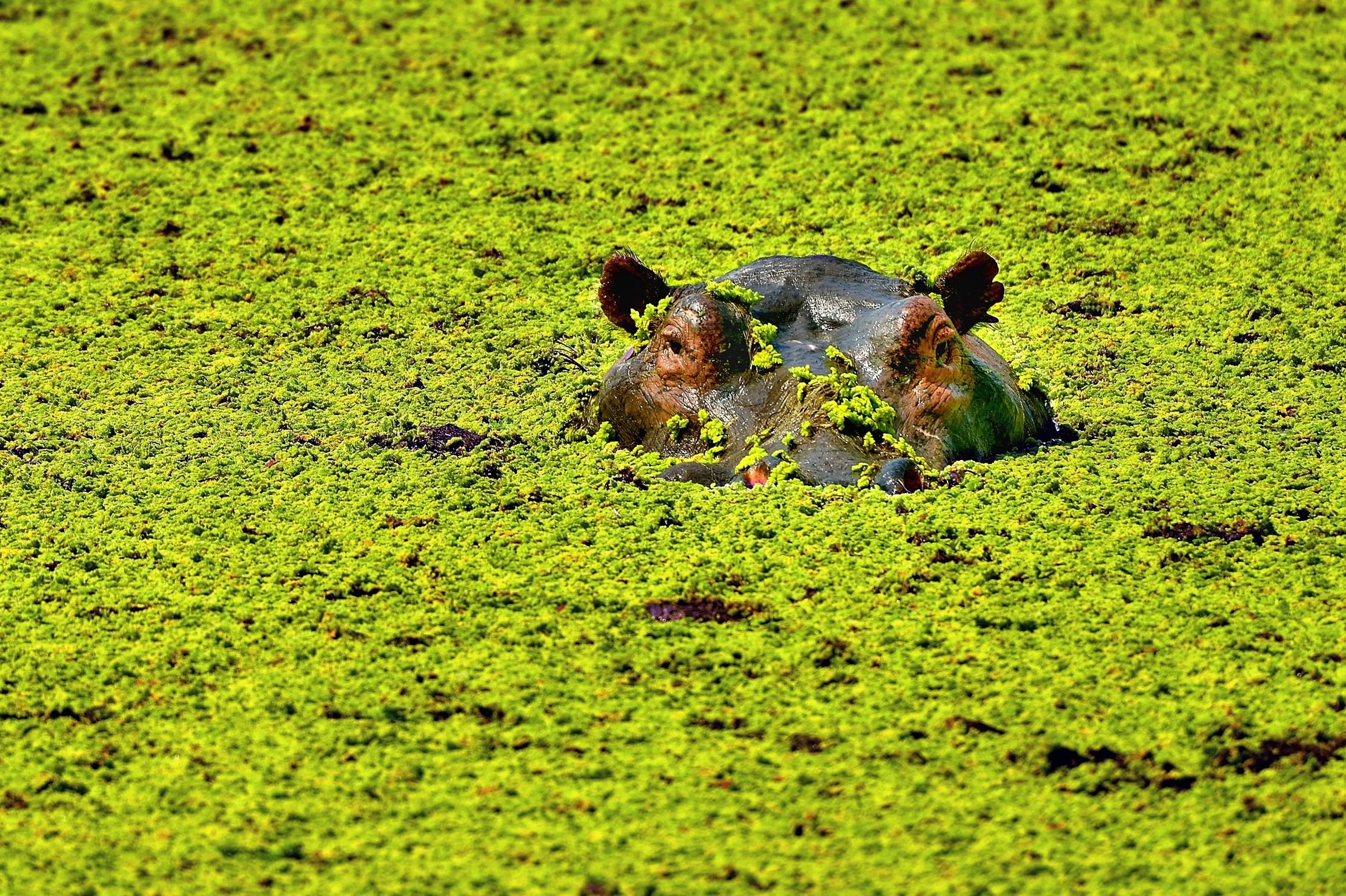 Zimbawe 2015 -  Ippo a Mana Pools