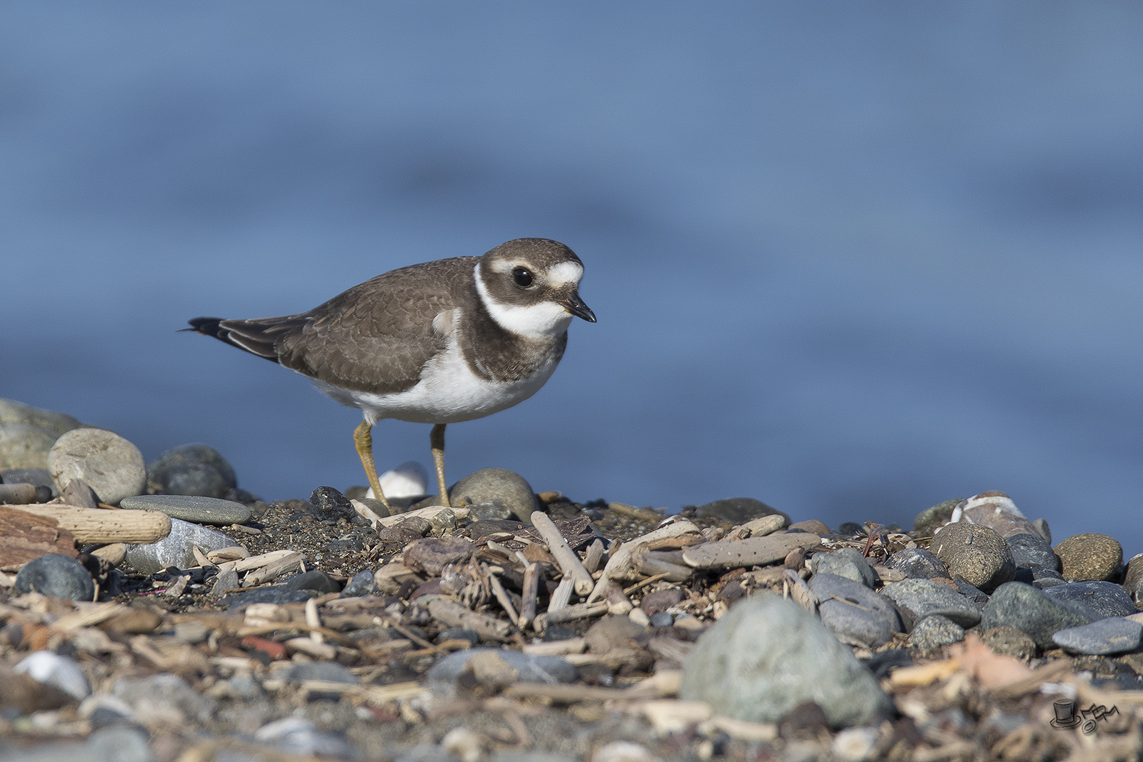 Ringed Plover (Young)