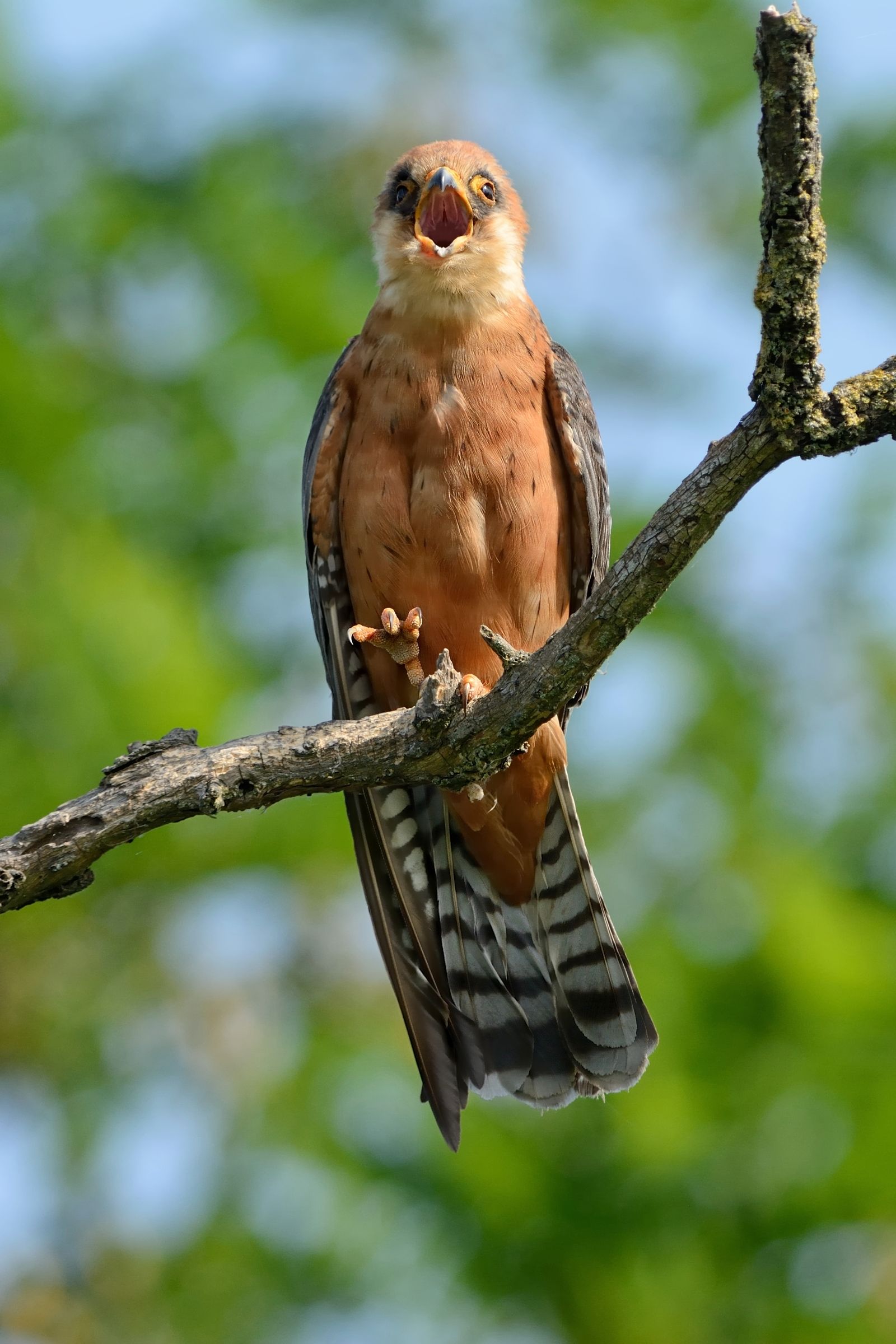 I'm in charge here !!! (red-footed falcon).