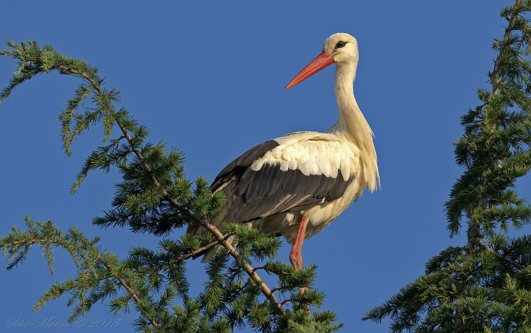 Cicogna(Ciconia ciconia ) il sorriso