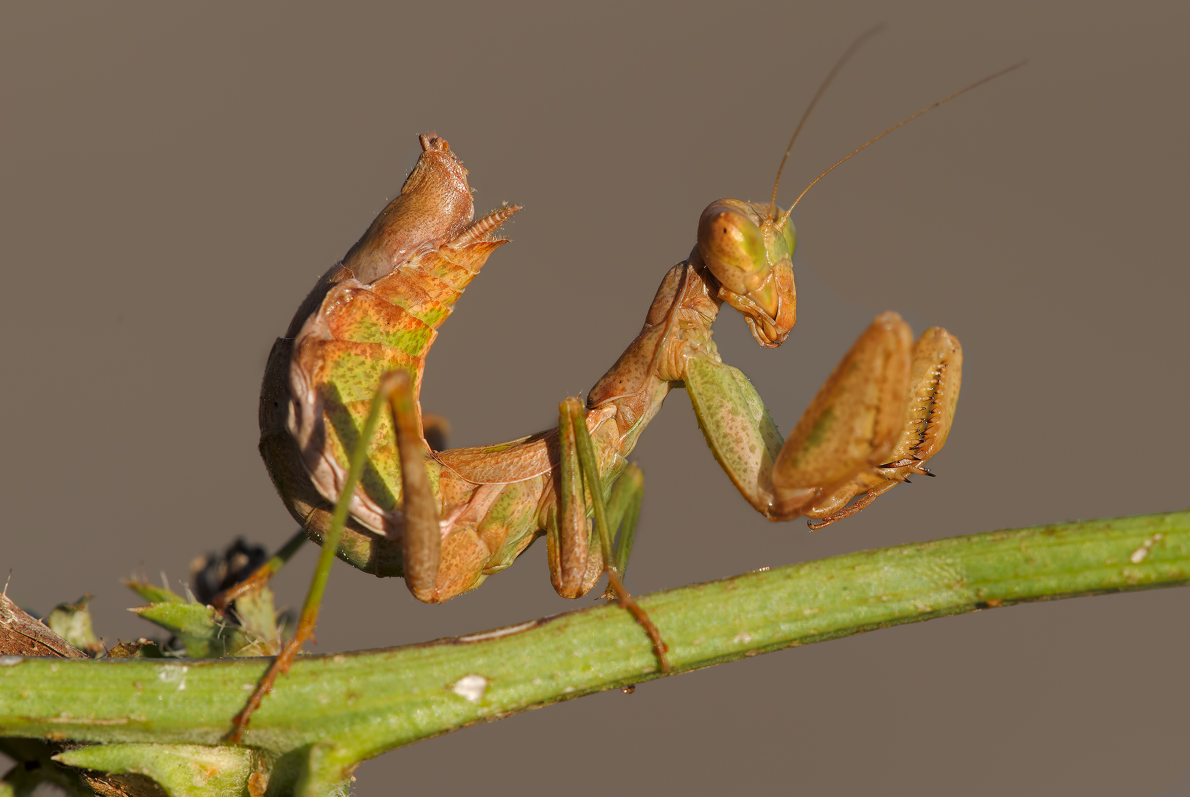 Ameles spallanzania - dwarf European Mantis