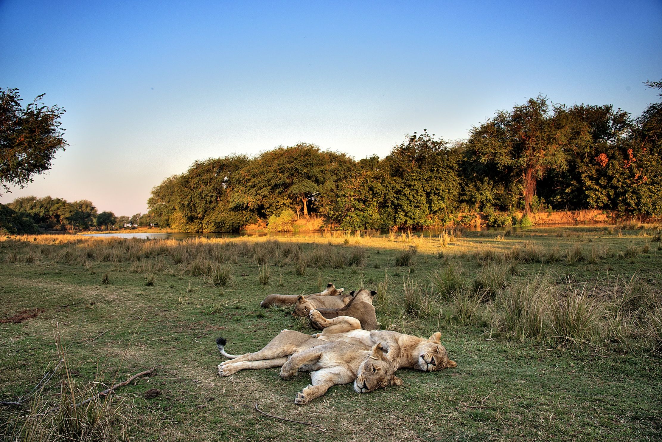 Zambia 2015 - Nel Lower Zambesi paradise