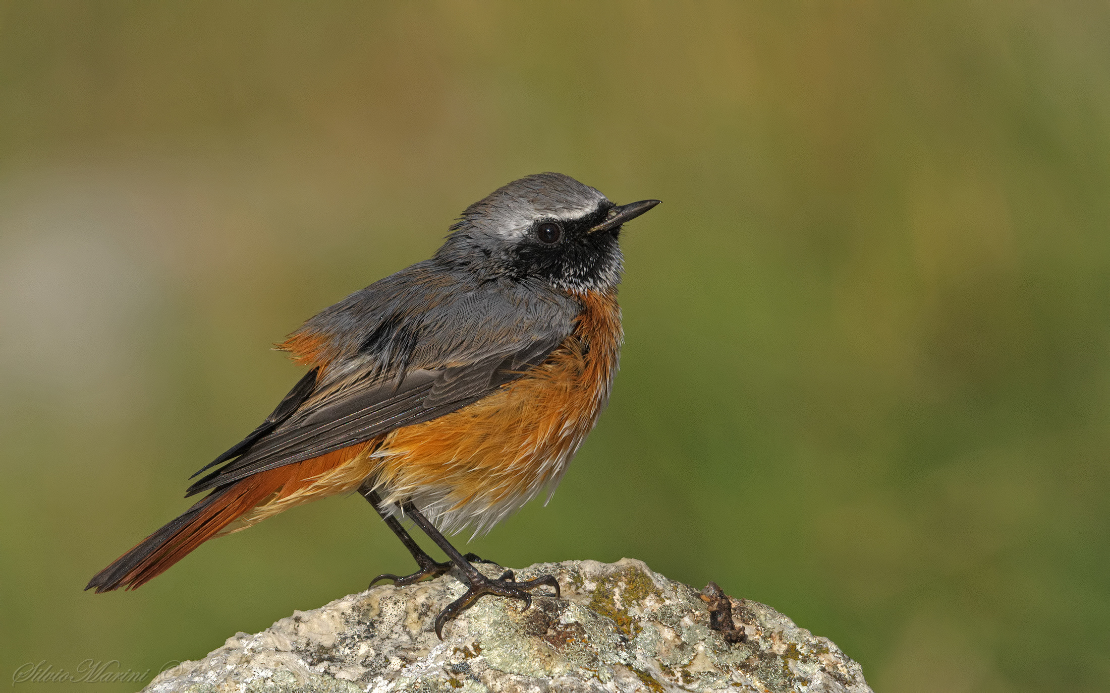 Codirosso (Phoenicurus phoenicurus)