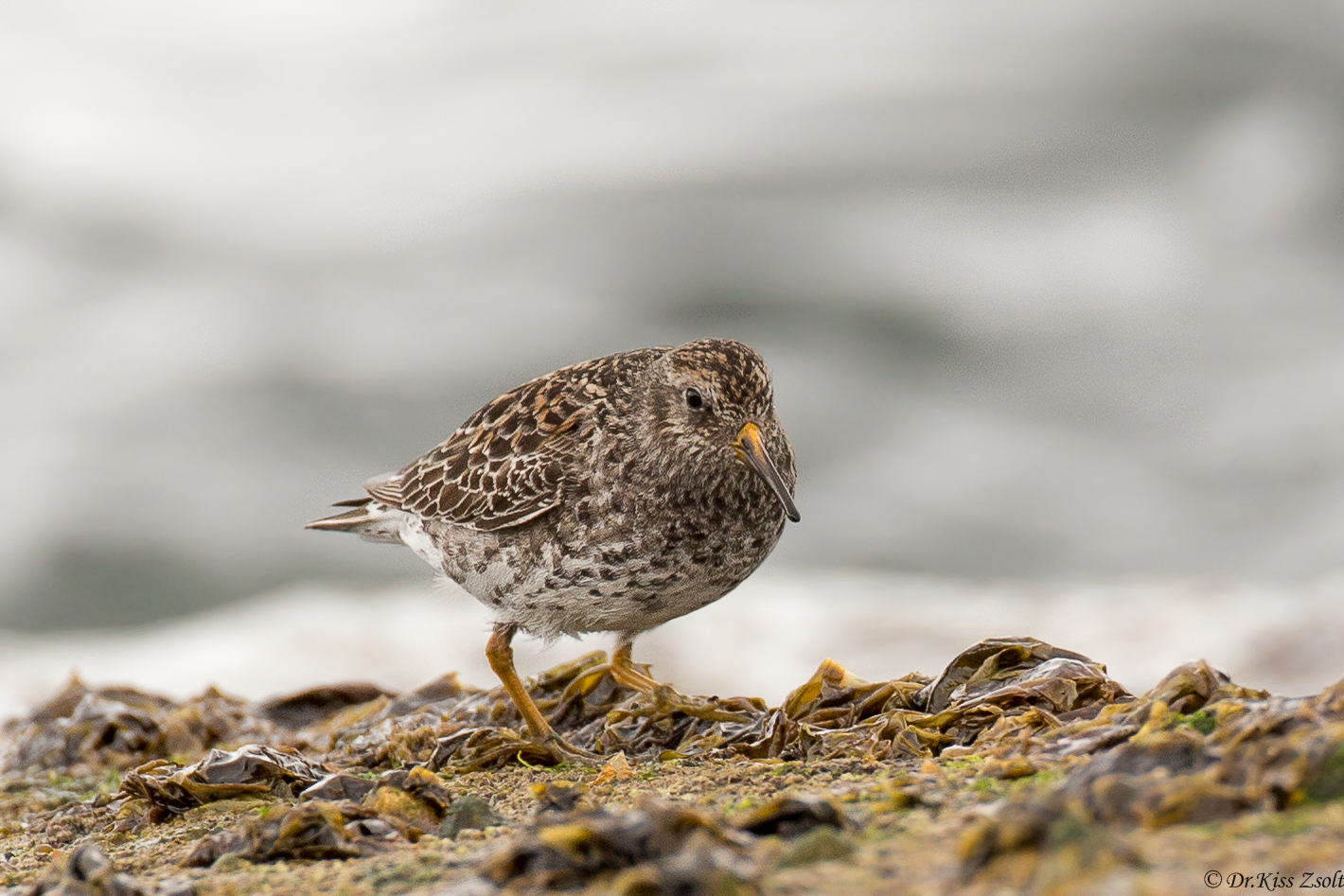 Purple sandpiper