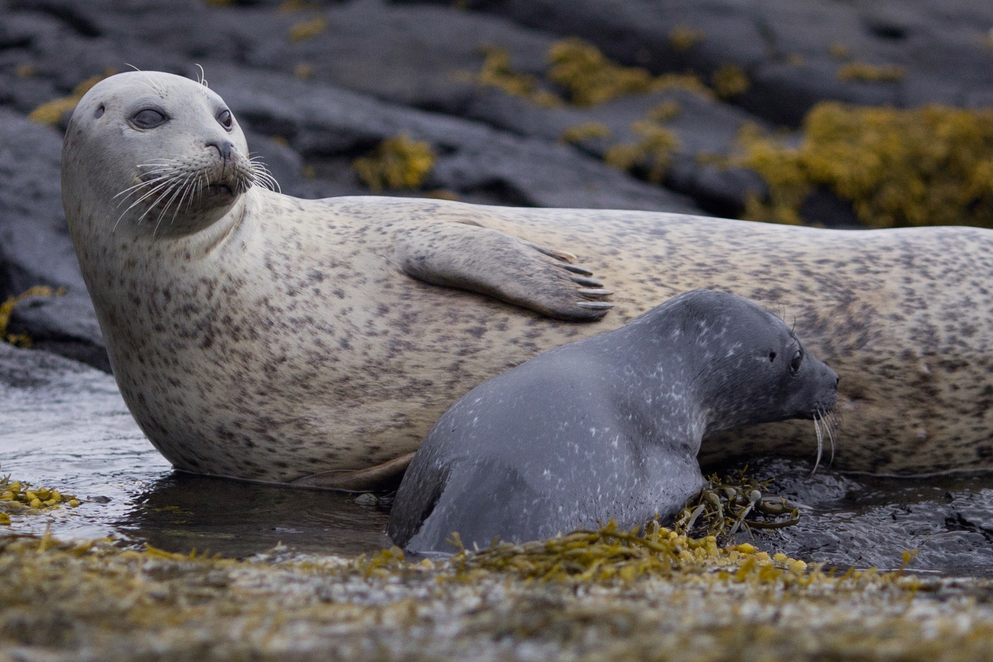 Seal with puppy