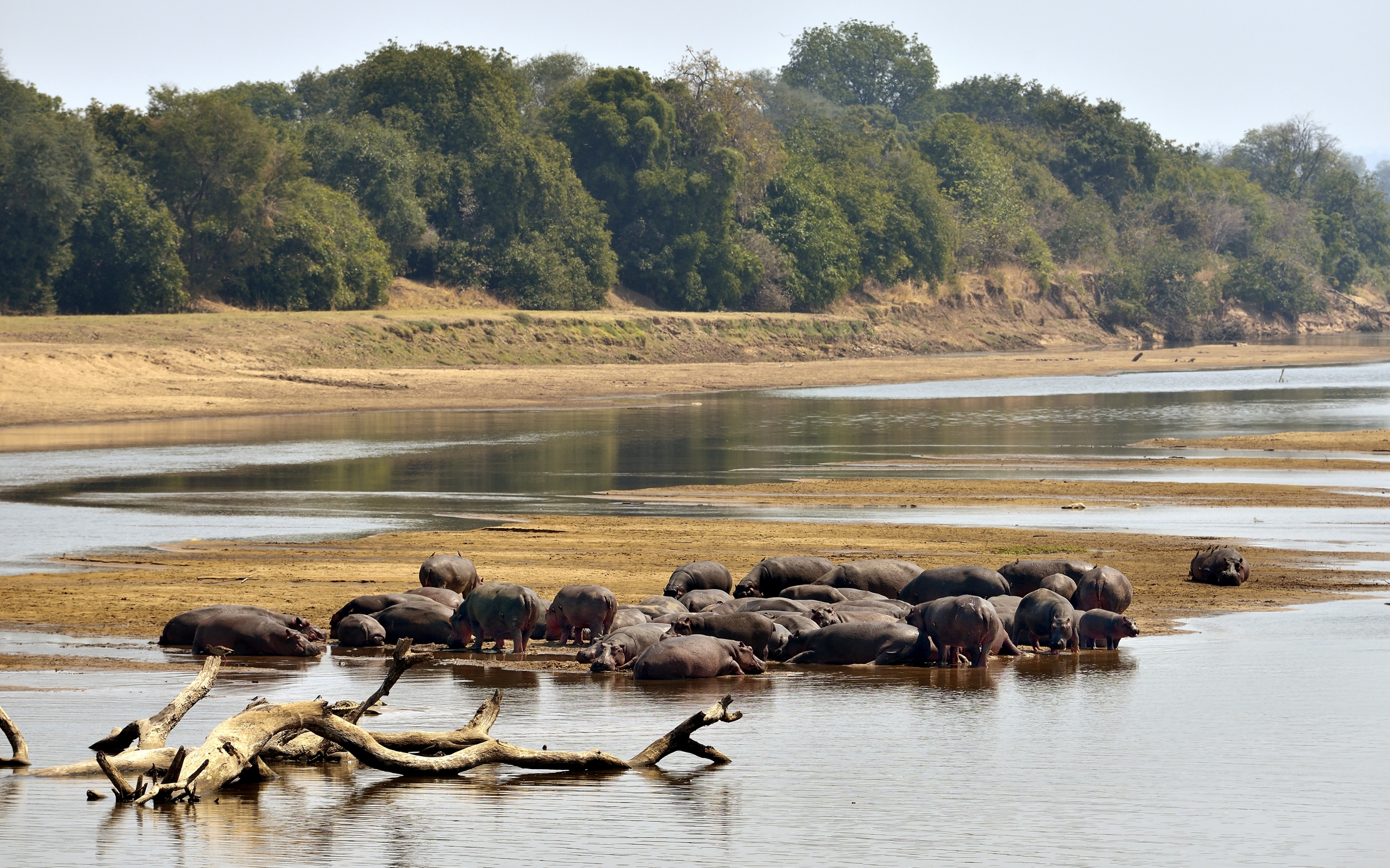 Zambia 2015 - Ippo sul Luangwa