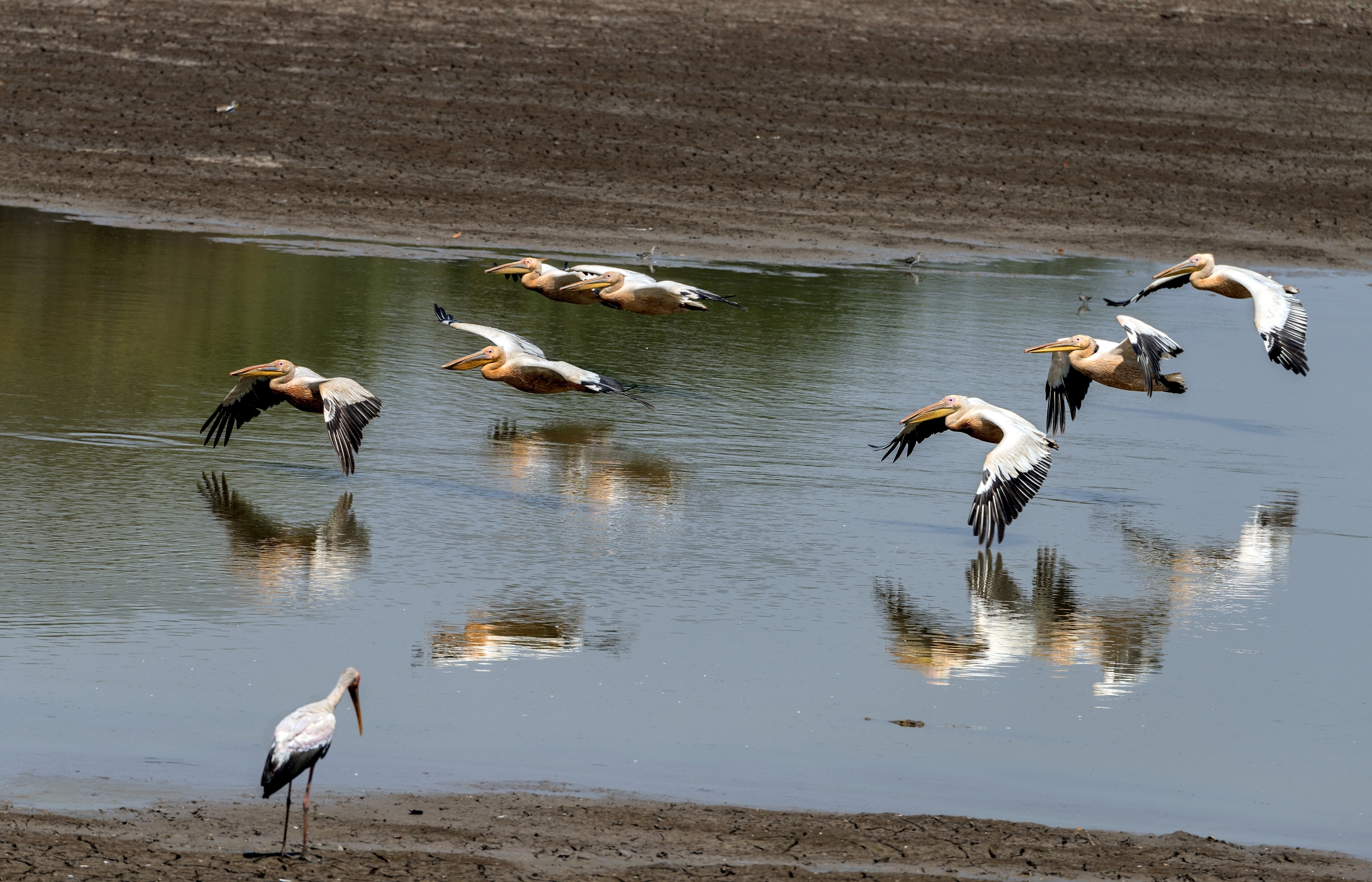 Zambia 2015 - South Luangwa