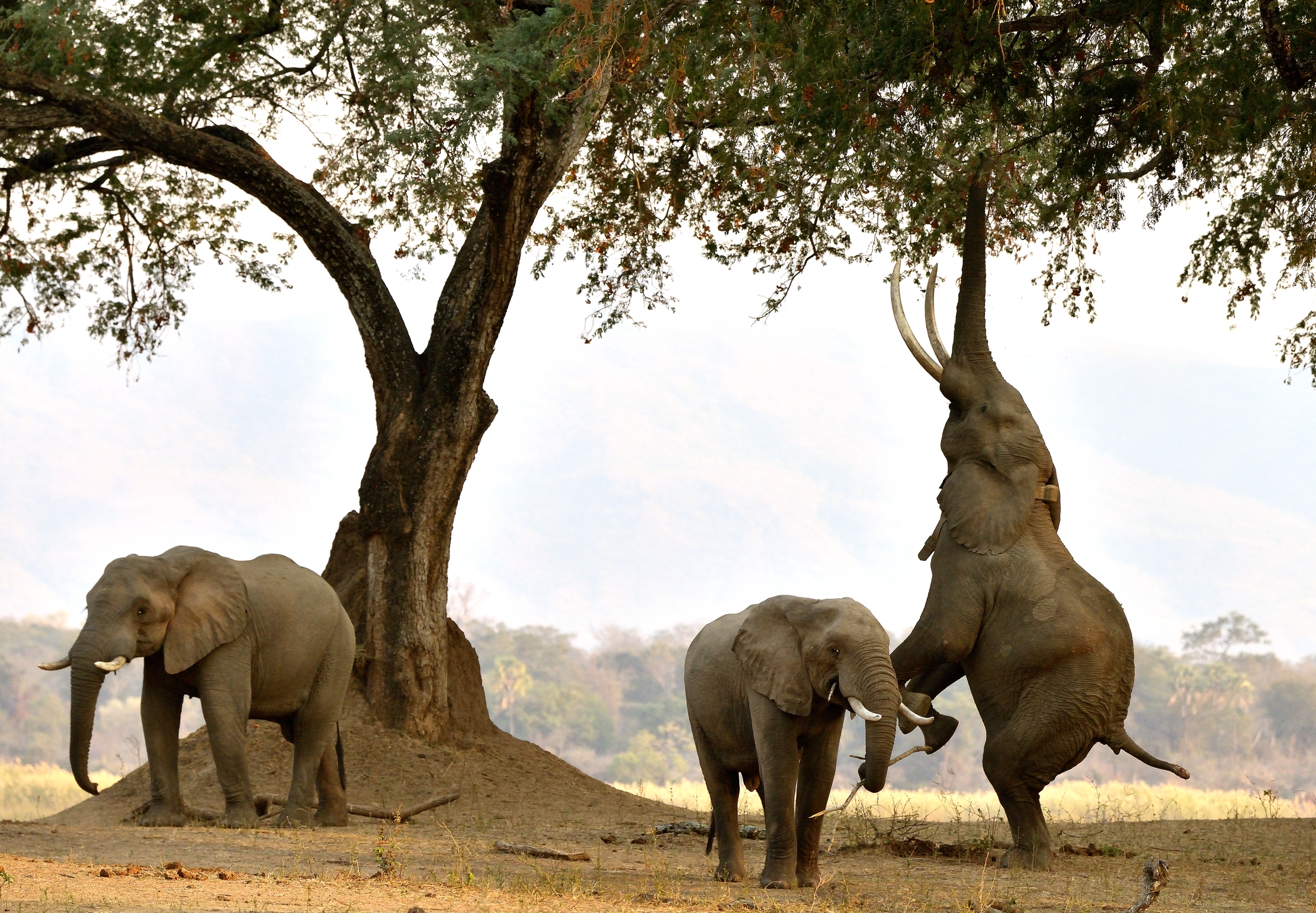 Zimbawe 2015 - Boswell e i suoi amici