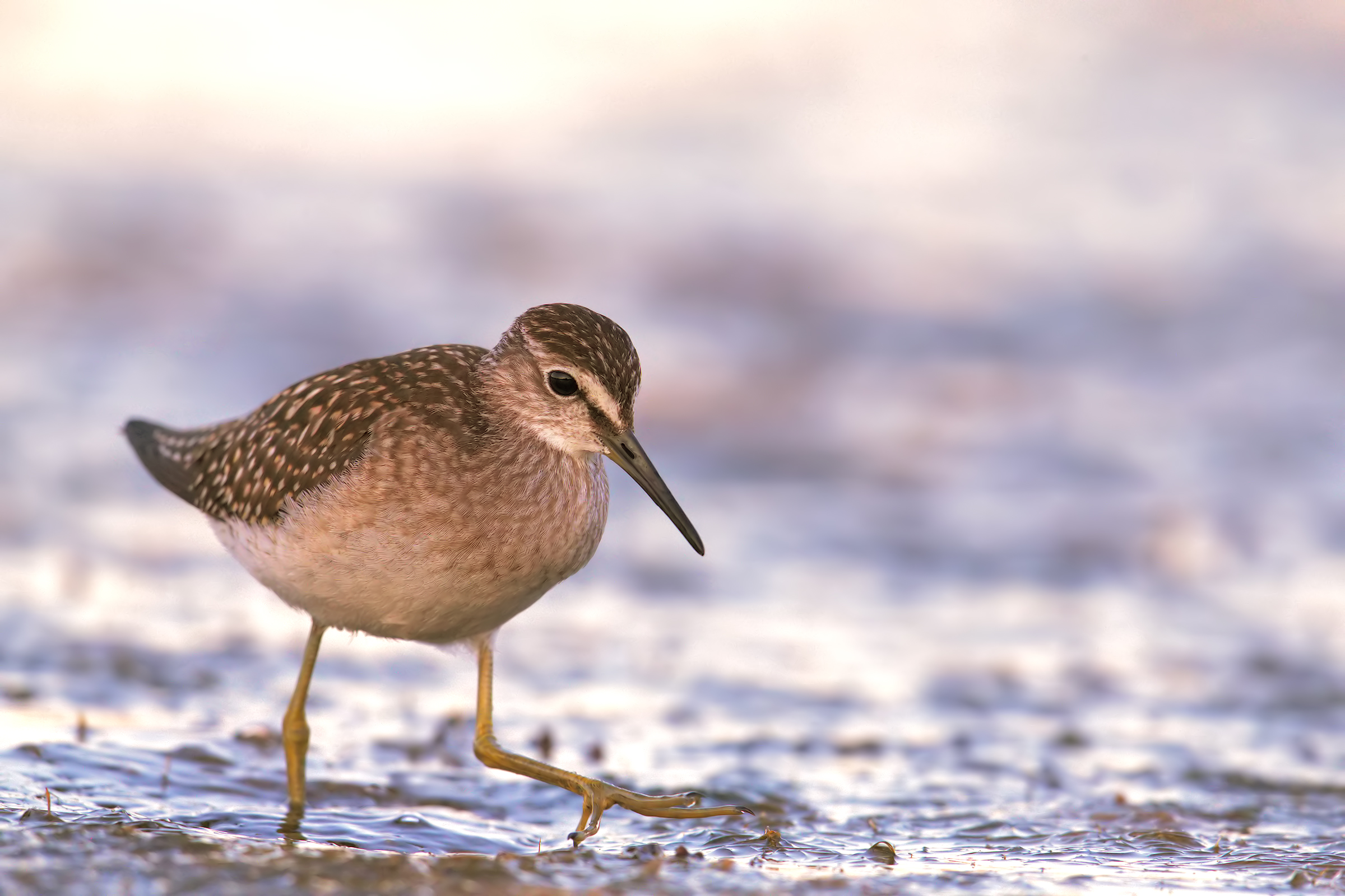 Wood Sandpiper