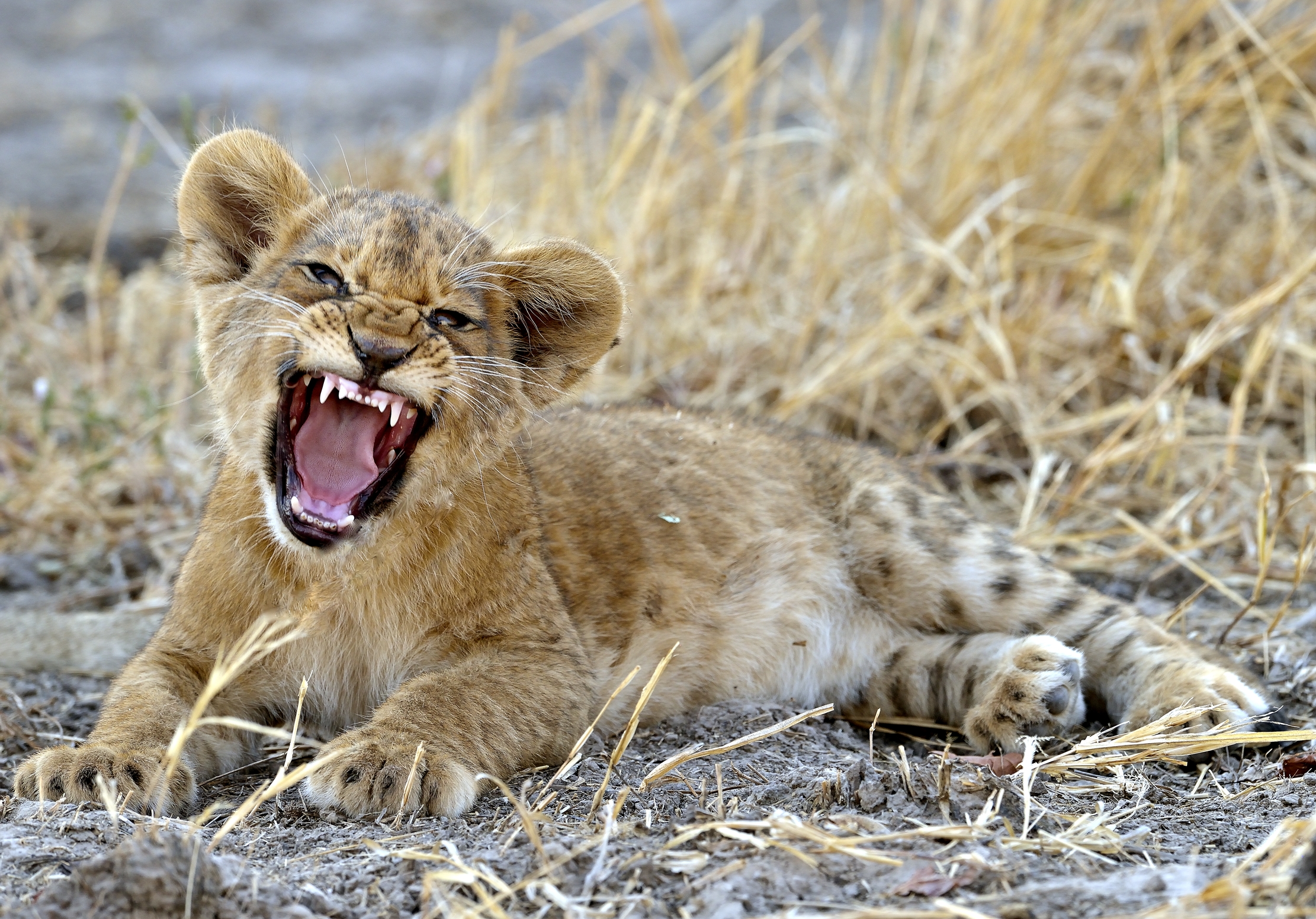 Zambia 2015 - Grintosissimo