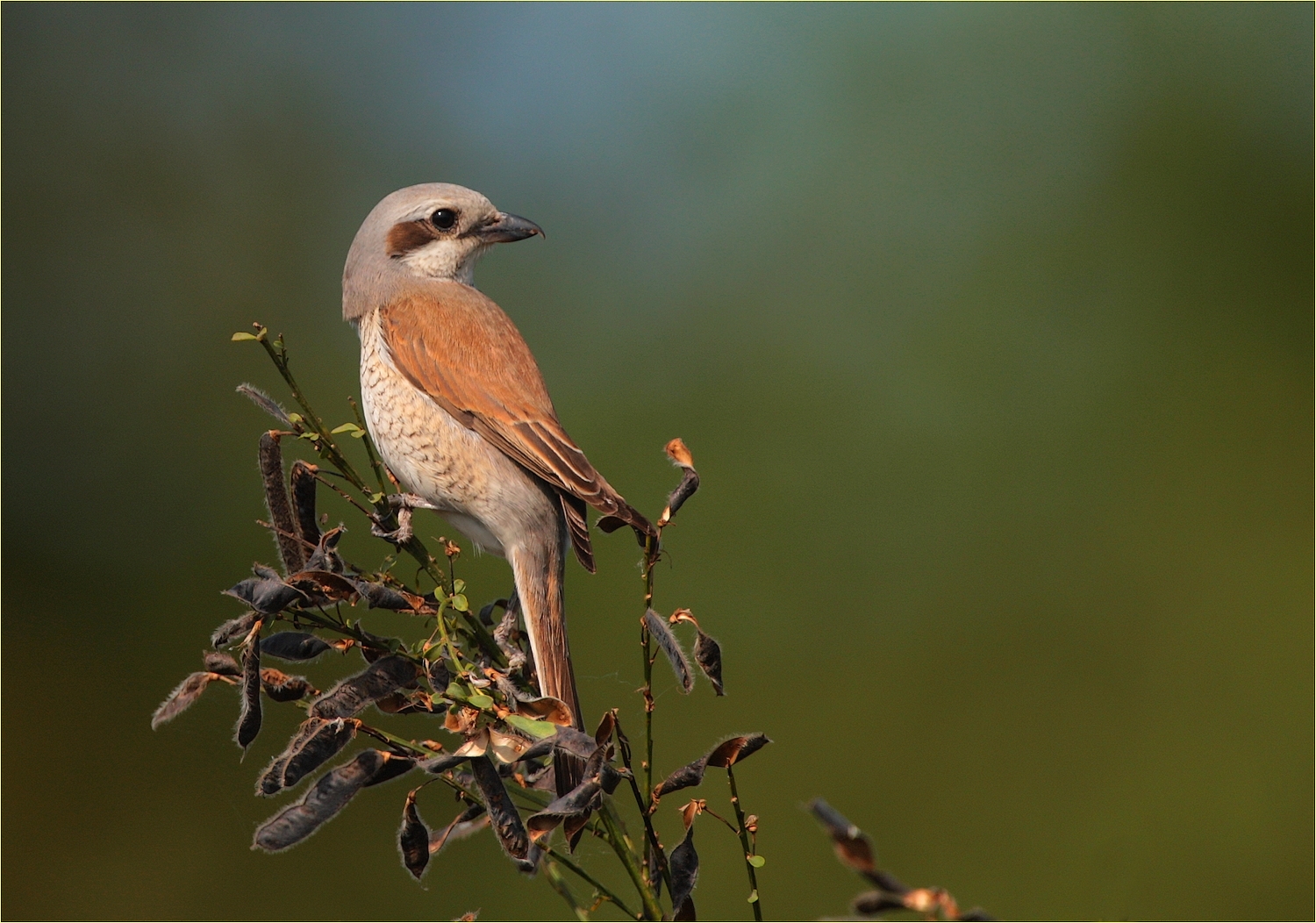 ,, averla piccola ''