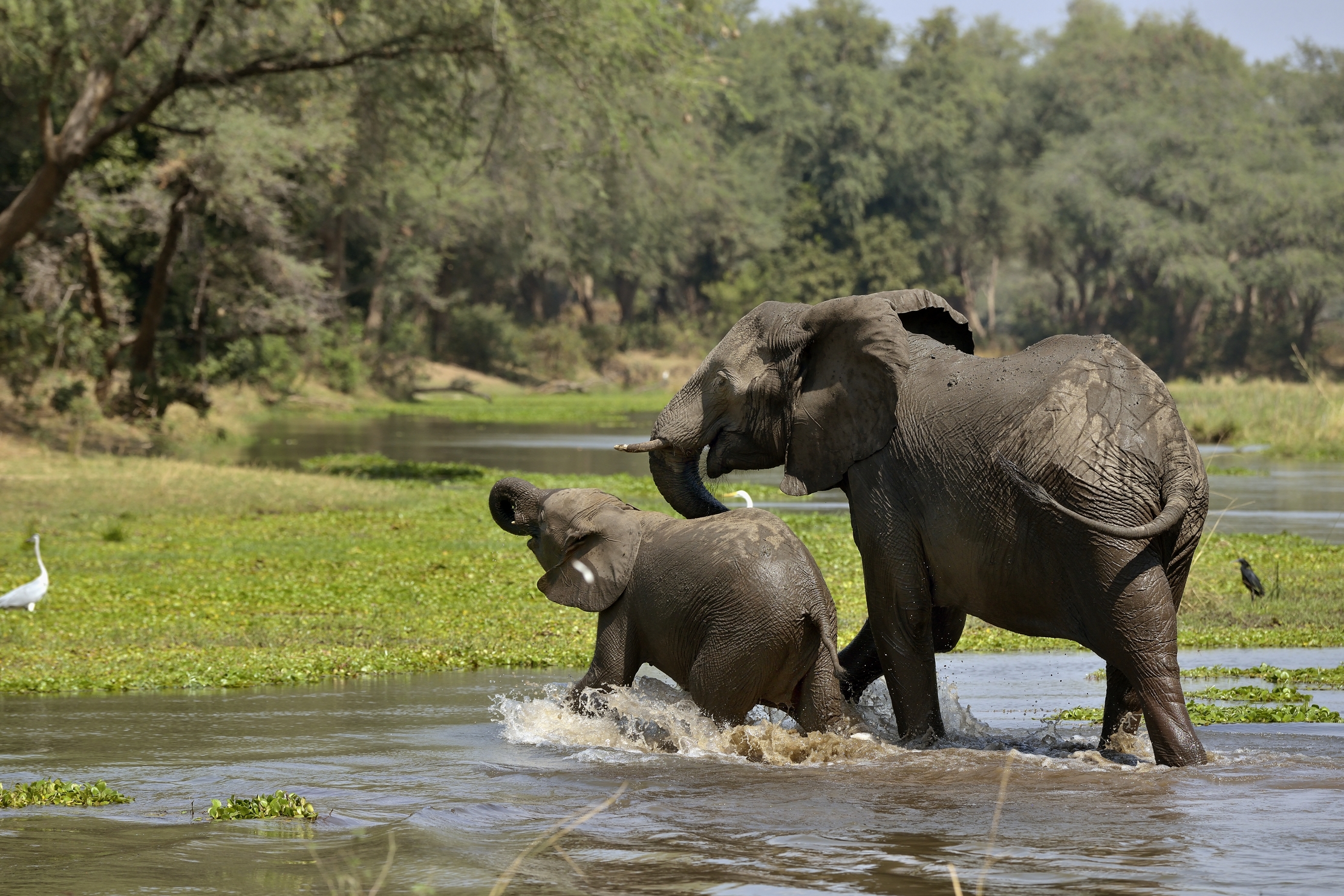 Zambia 2015 - Lower Zambesi paradise