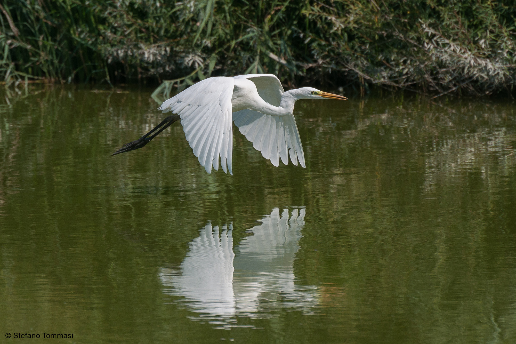 White heron in flight