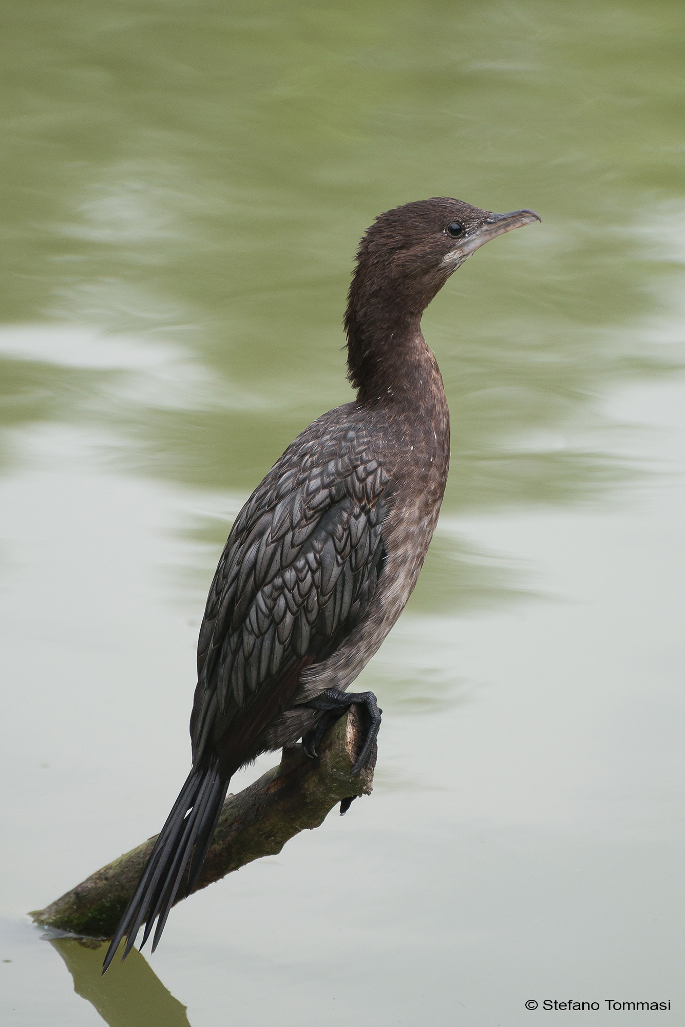 Cormorant waiting