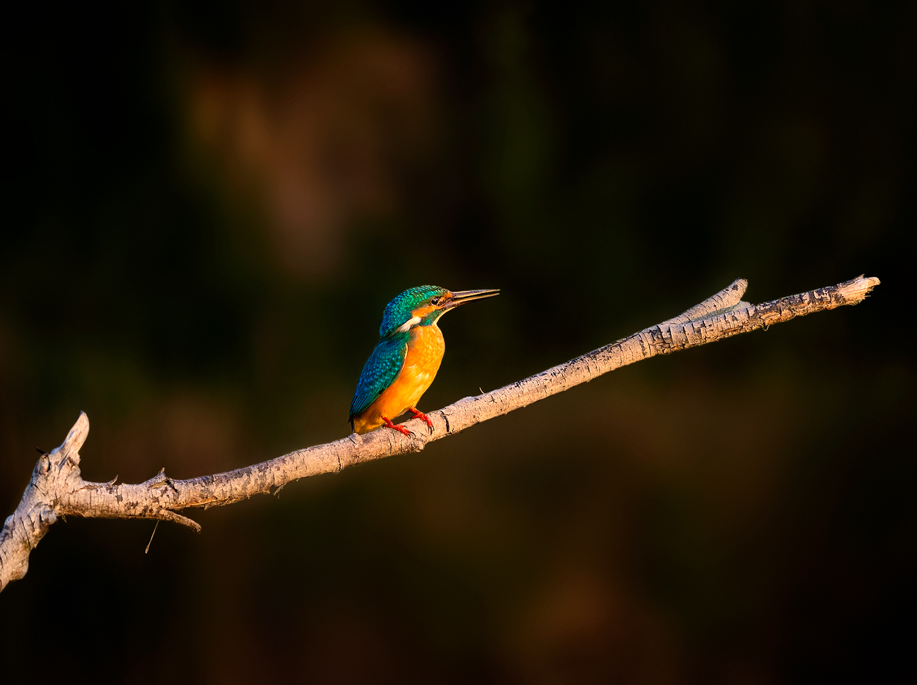 Martino in the setting sun