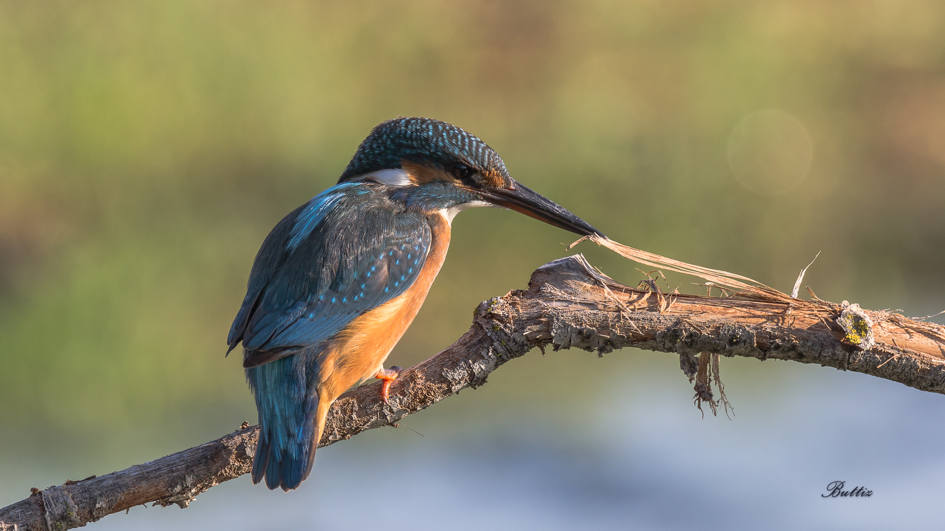 Martin Pescatore - Giovane Femmina