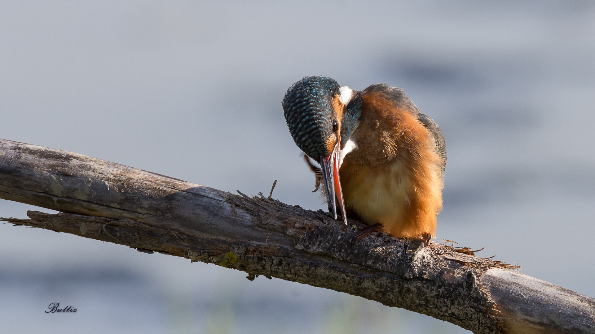 Martin Pescatore - Una Grattatina