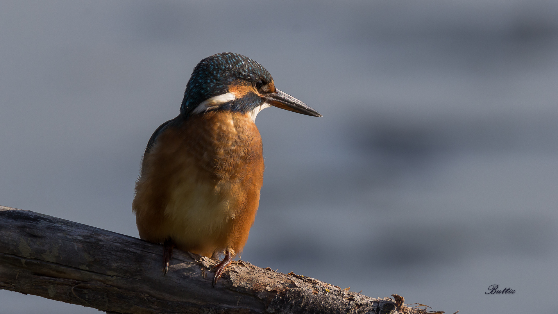 Martin Pescatore - Giovane Femmina