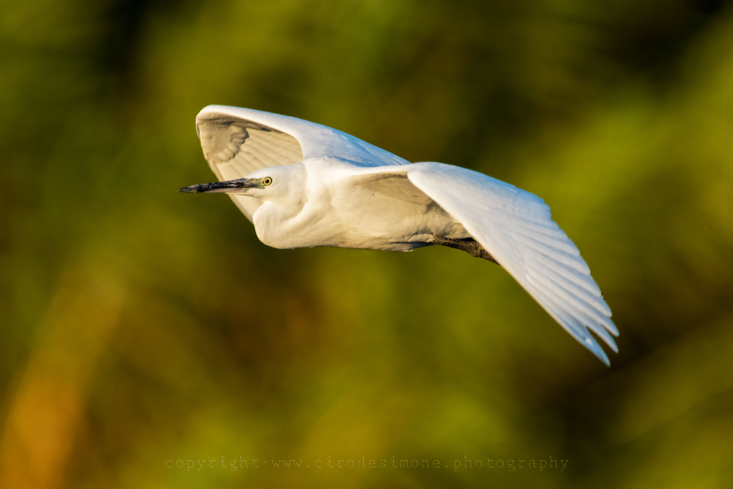 Garzetta al tramonto