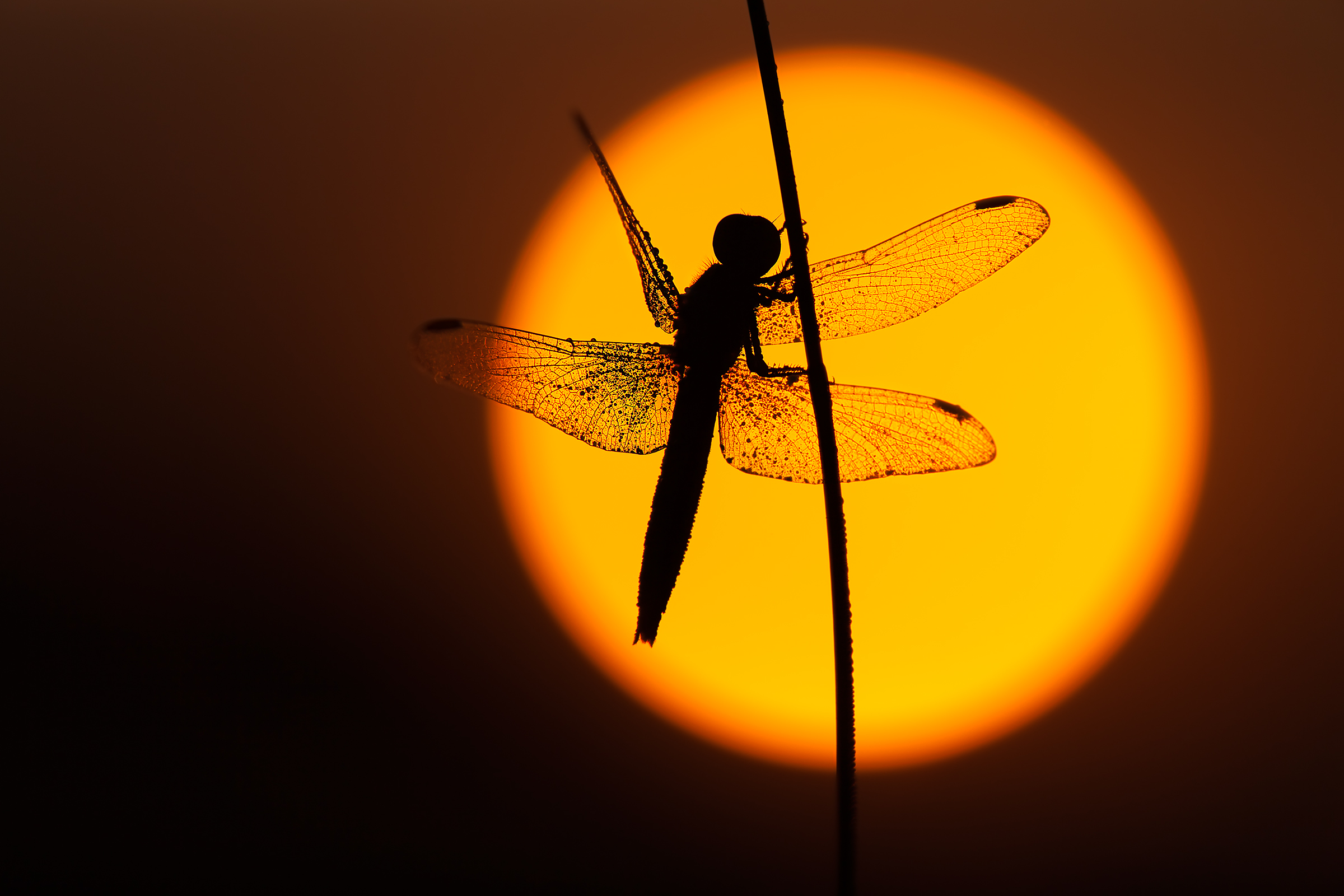 Davanti ad una palla di fuoco