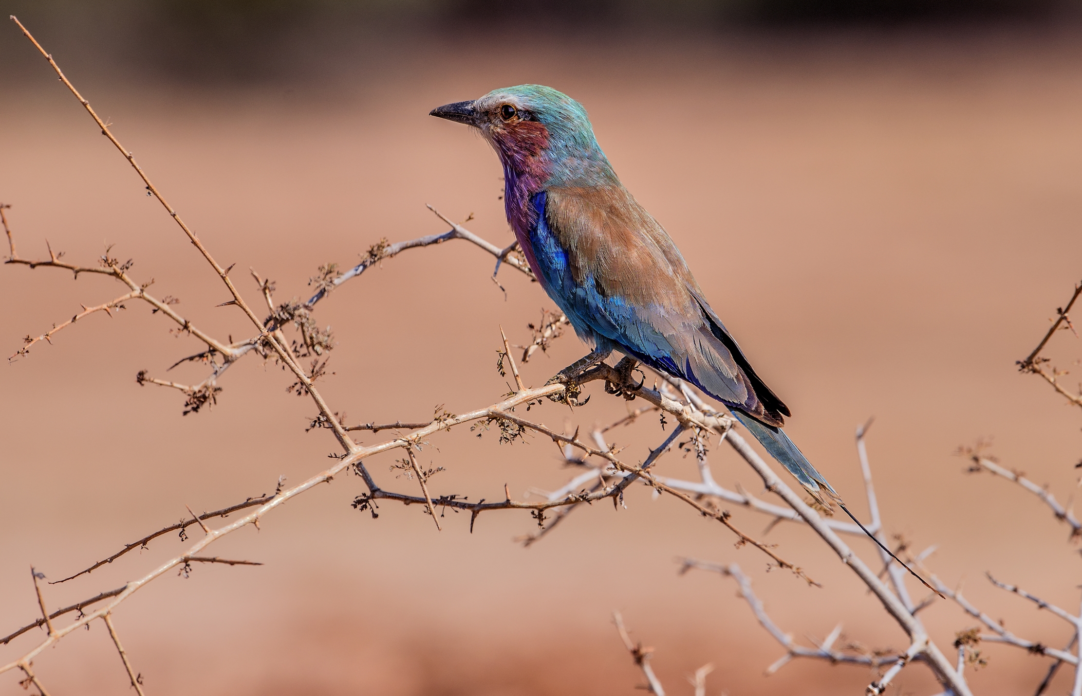 Zambia 2015 - Ancora 'ste ghiandaie