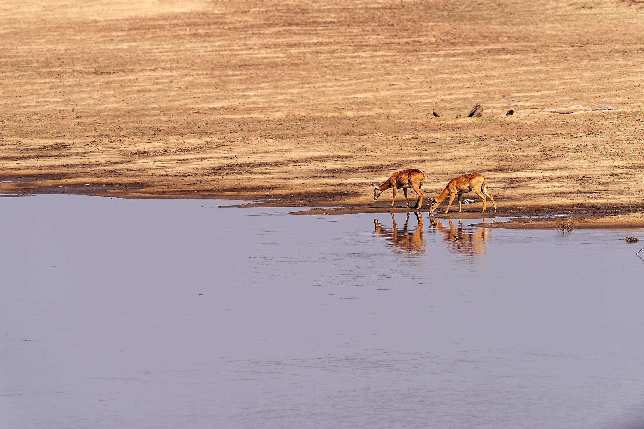 Zambia 2015 - Impala sul Luangwa