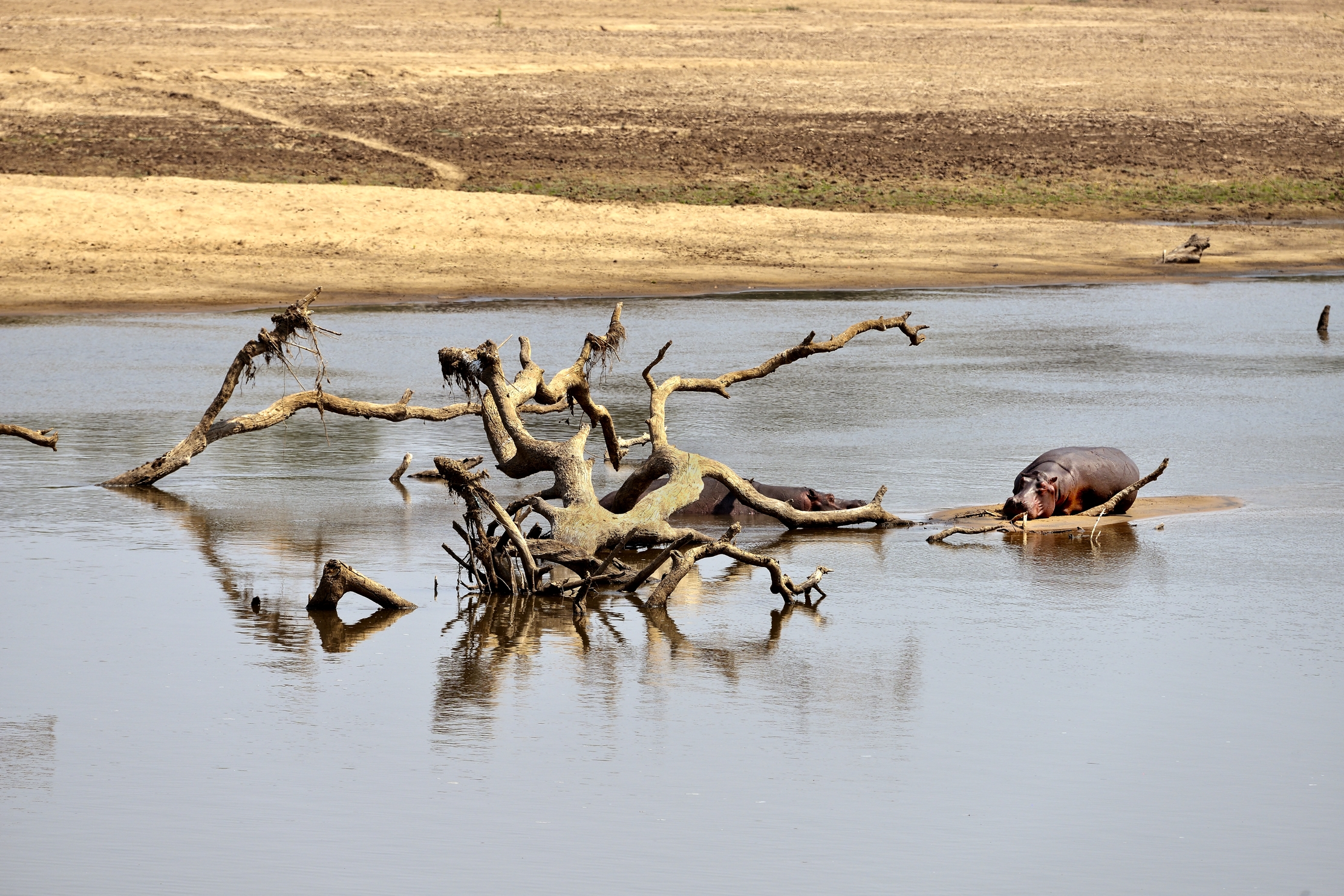 Zambia 2015 - Ippo sul Luangwa