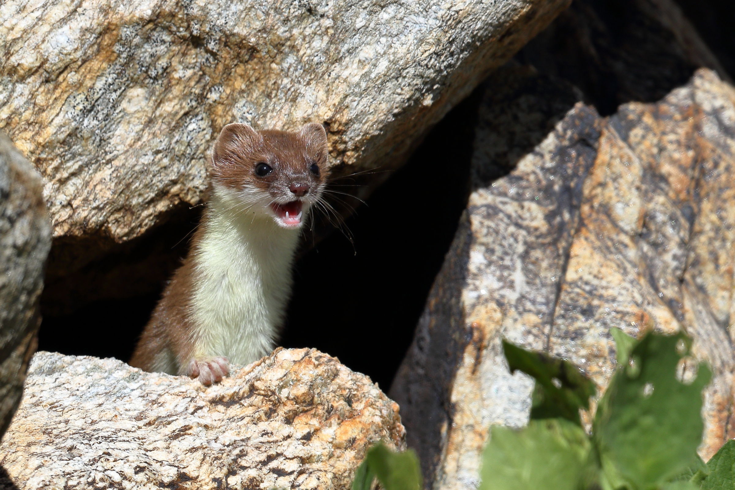 Ermine ... speechless