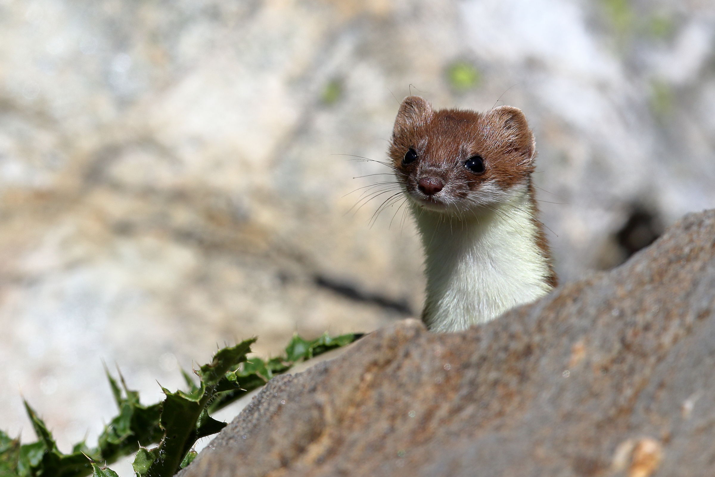 Ermine
