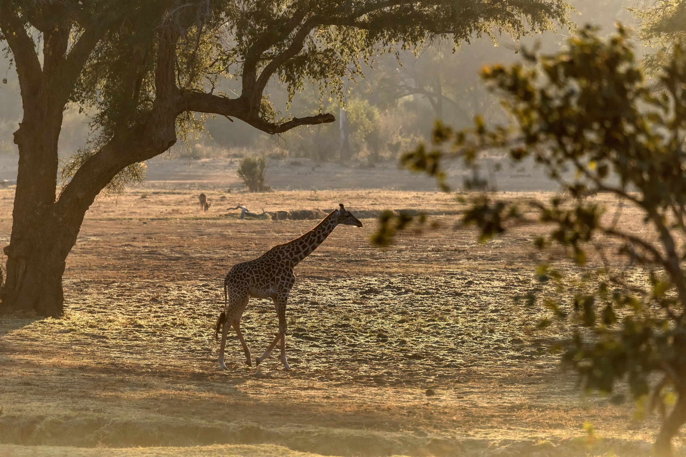 Zambia 2015 - All'Alba nel South Luangwa