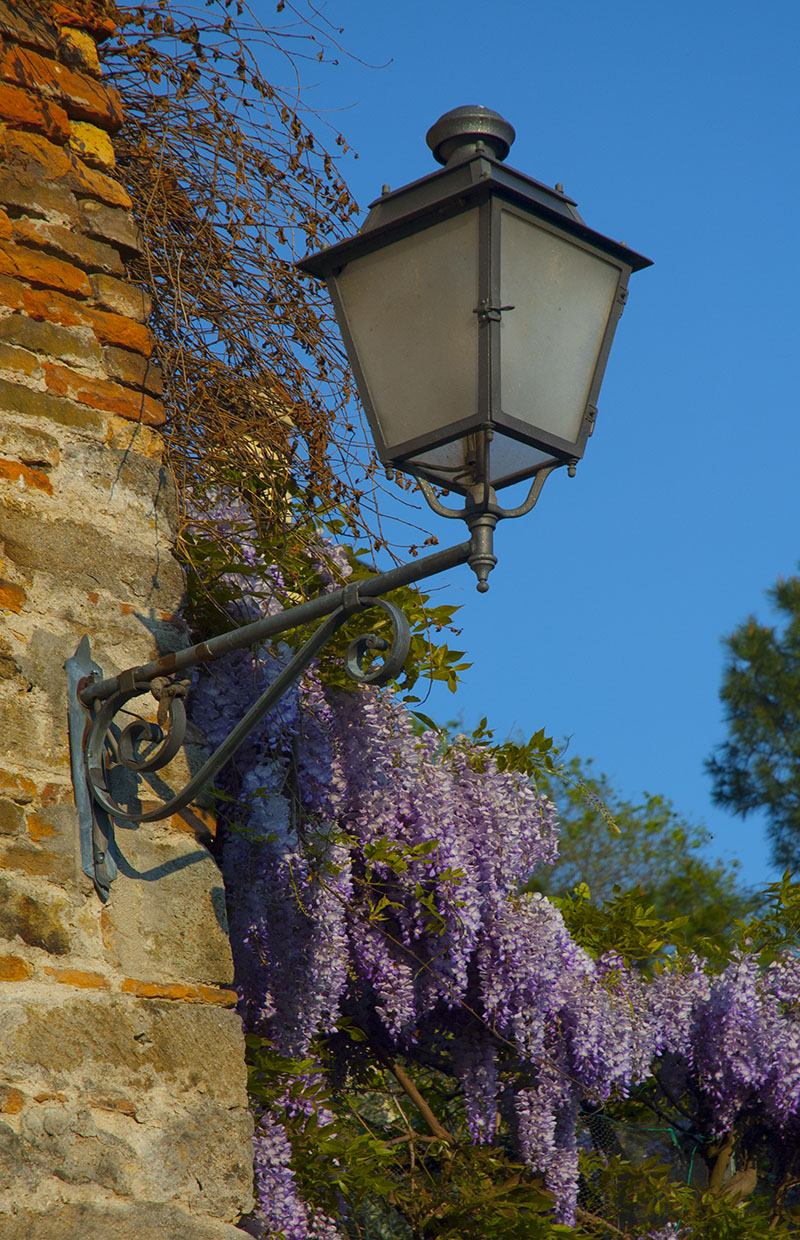 We illuminate the wisteria