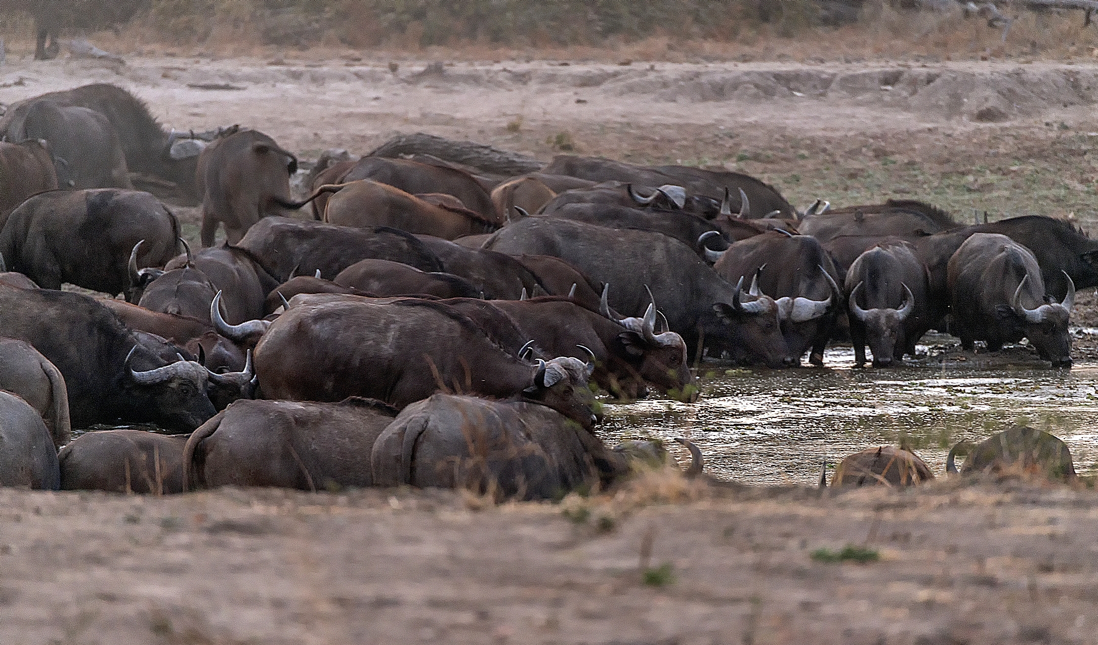 Zambia 2015 - All'abbeverata prima dell'alba