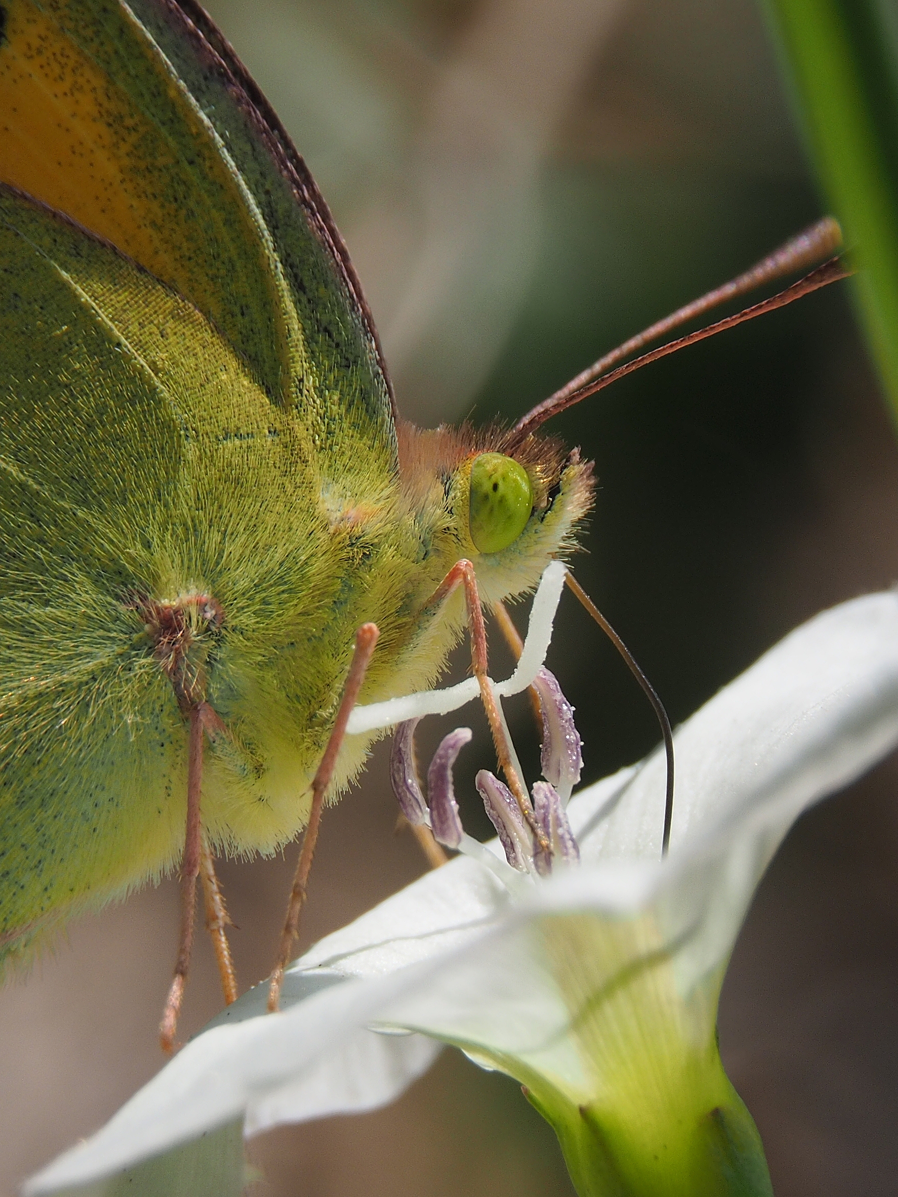Female Colias crocea