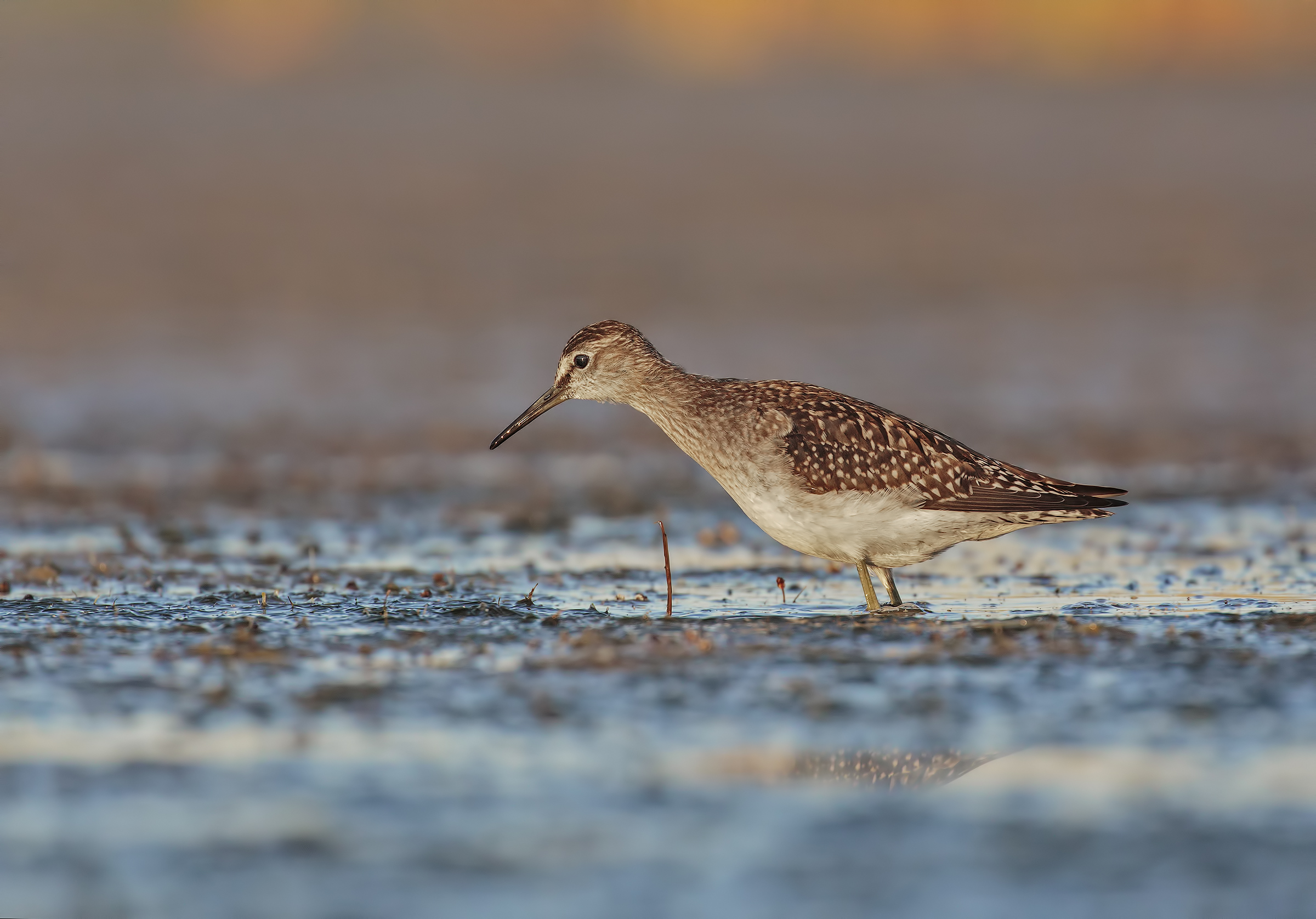 Piro piro boschereccio