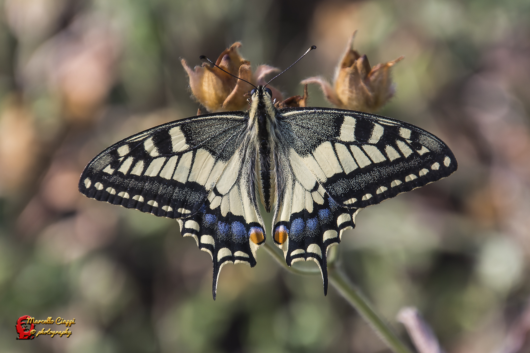 Papilio machaon