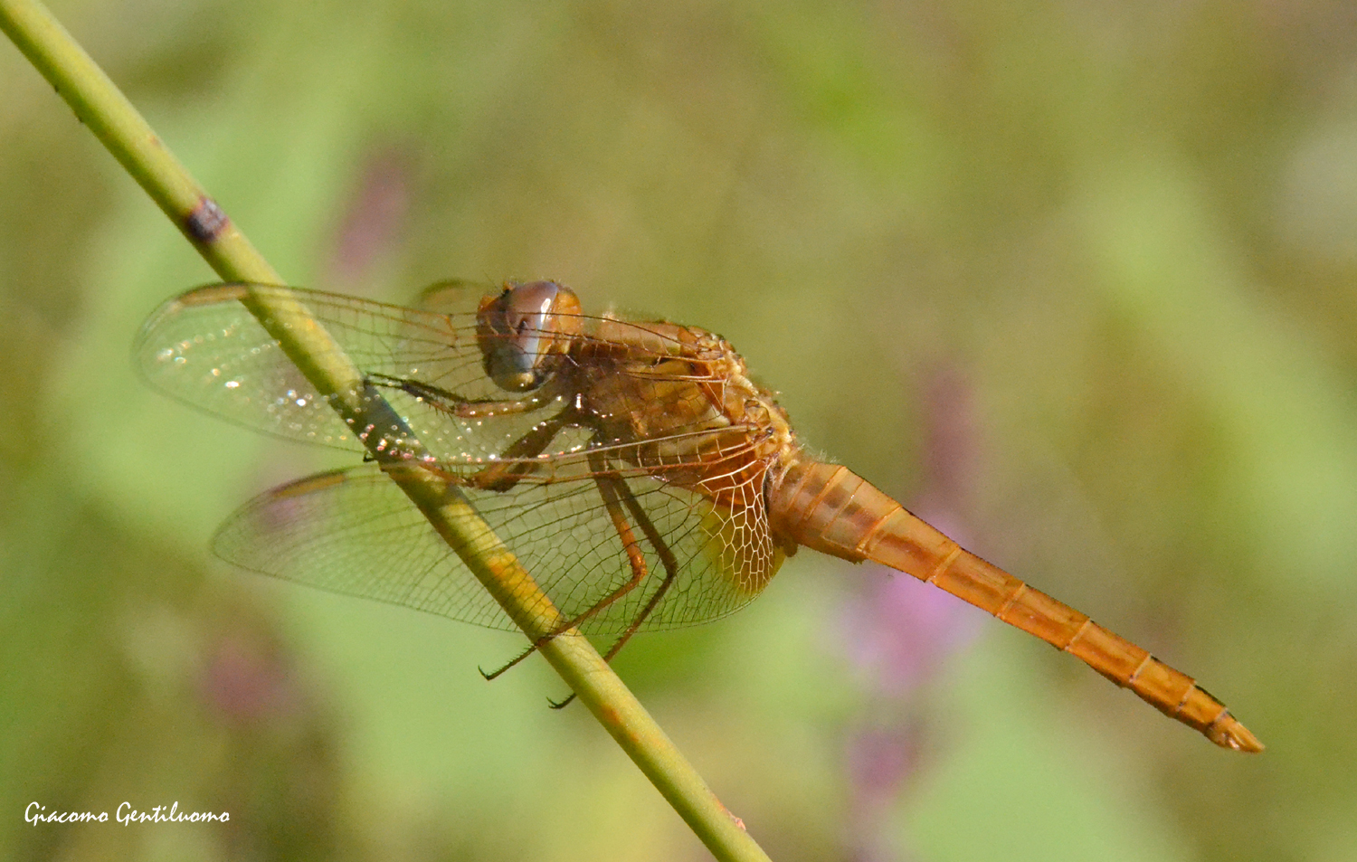 libellula d'oro