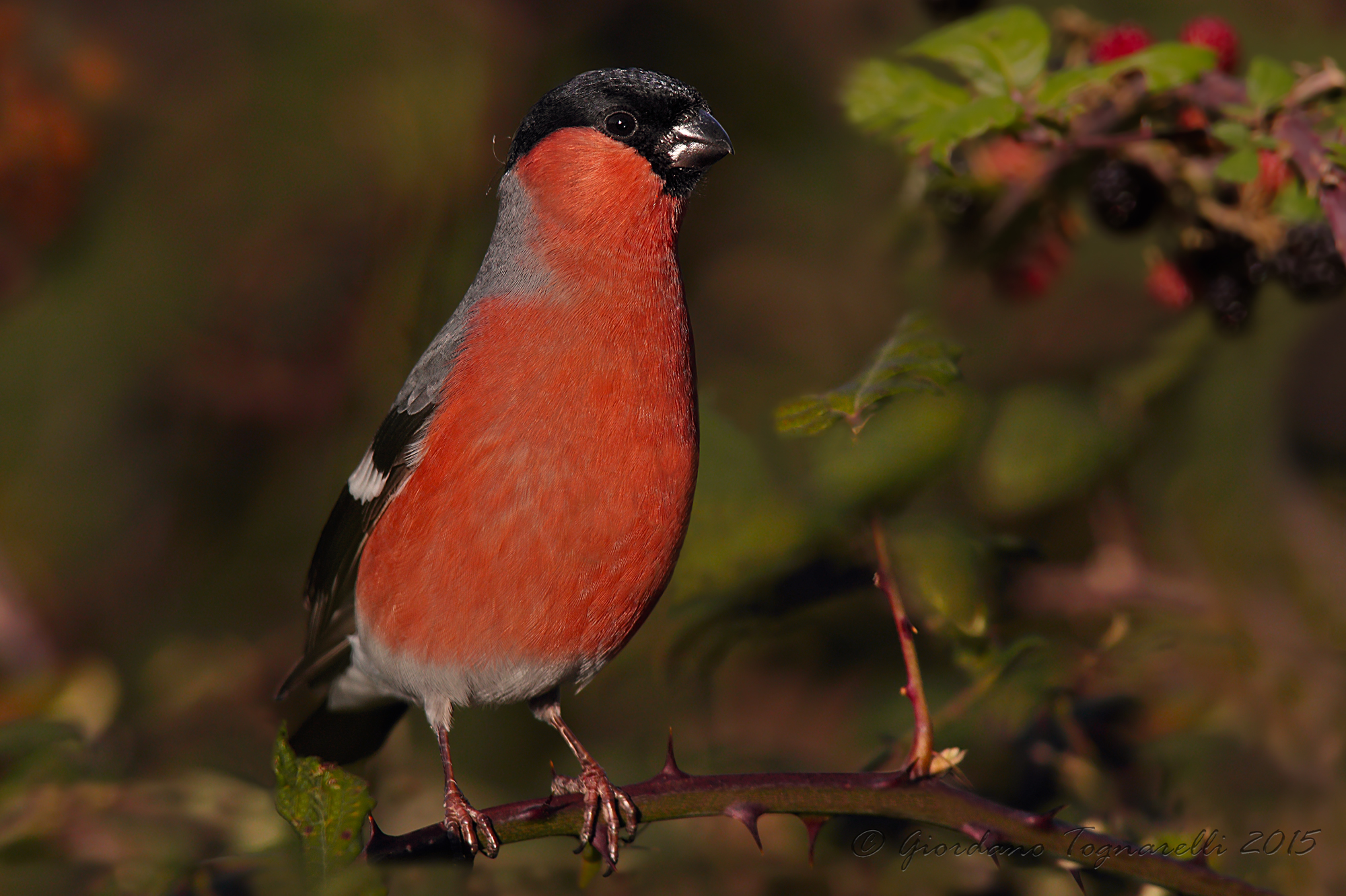 Bullfinch male